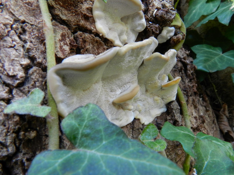 Bottoni ?? (Trametes versicolor)